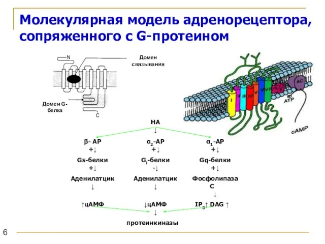 Молекулярная модель адренорецептора, сопряженного с G-протеином Домен связывания Домен G-белка