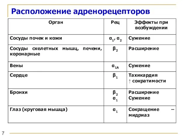 Расположение адренорецепторов