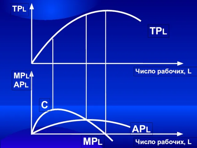 Число рабочих, L Число рабочих, L TPL MPL APL TPL MPL APL С