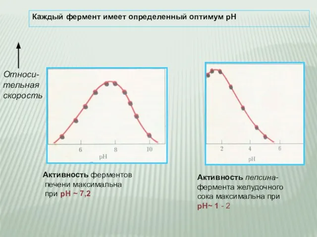 Каждый фермент имеет определенный оптимум рН Относи- тельная скорость Активность пепсина-