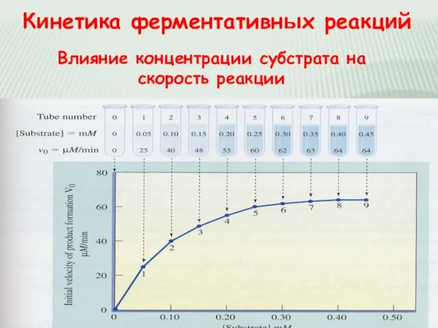 Кинетика ферментативных реакций Влияние концентрации субстрата на скорость реакции