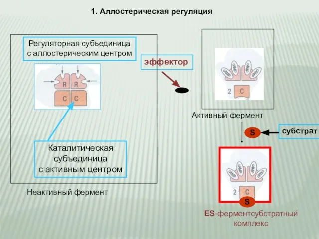 1. Аллостерическая регуляция эффектор Каталитическая субъединица с активным центром Неактивный фермент