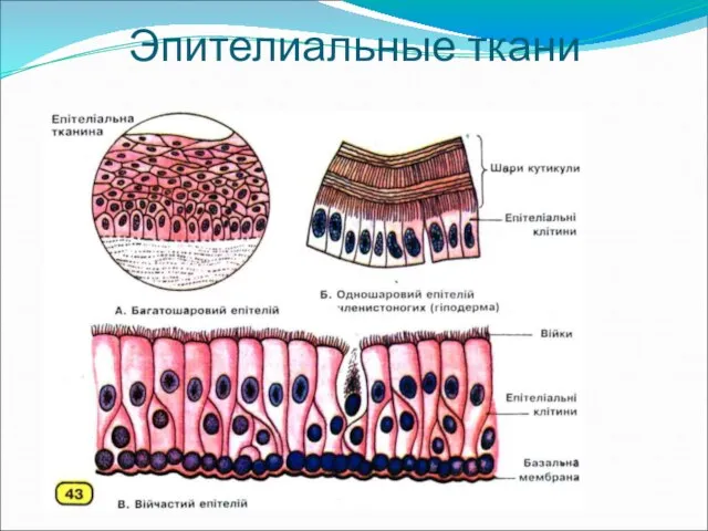 Эпителиальные ткани