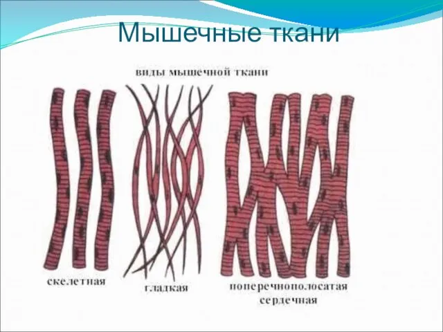 Мышечные ткани