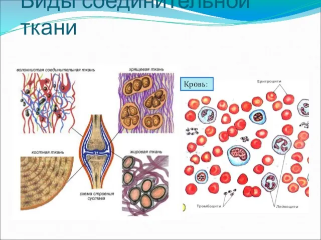 Виды соединительной ткани Кровь: