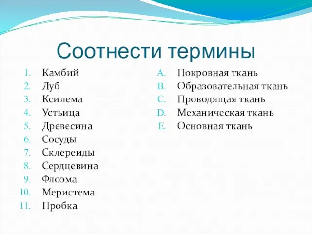 Соотнести термины Камбий Луб Ксилема Устьица Древесина Сосуды Склереиды Сердцевина Флоэма