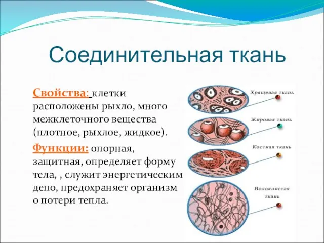 Соединительная ткань Свойства: клетки расположены рыхло, много межклеточного вещества(плотное, рыхлое, жидкое).