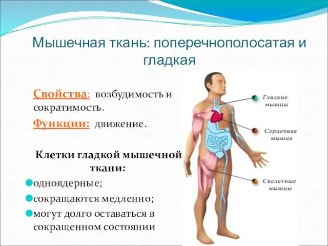 Мышечная ткань: поперечнополосатая и гладкая Свойства: возбудимость и сократимость. Функции: движение.