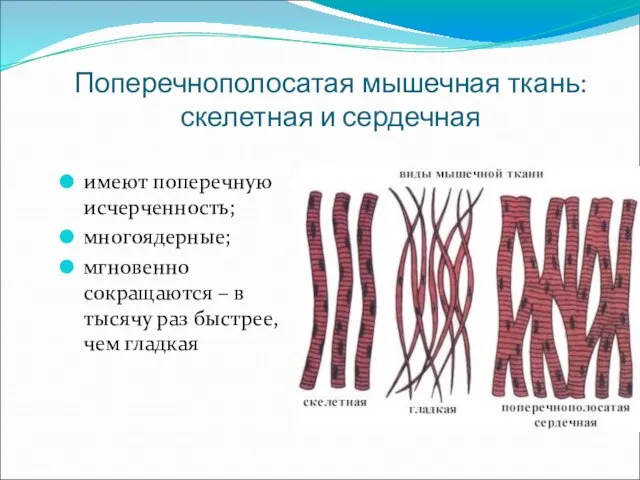 Поперечнополосатая мышечная ткань: скелетная и сердечная имеют поперечную исчерченность; многоядерные; мгновенно