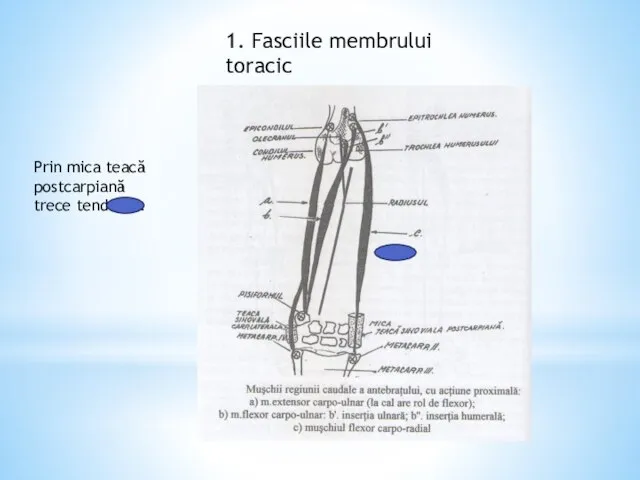 Prin mica teacă postcarpiană trece tendonul: 1. Fasciile membrului toracic