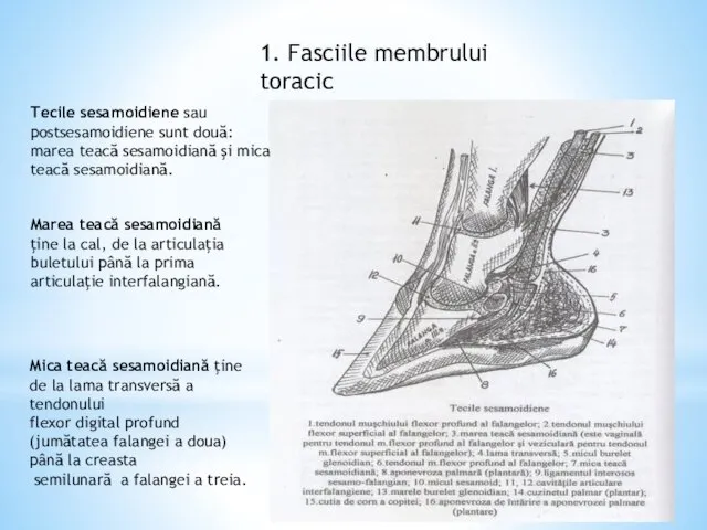 1. Fasciile membrului toracic Tecile sesamoidiene sau postsesamoidiene sunt două: marea