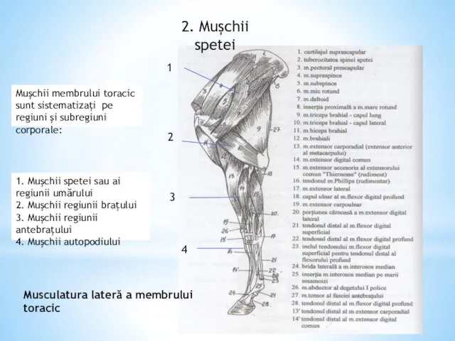 2. Mușchii spetei Muşchii membrului toracic sunt sistematizaţi pe regiuni şi