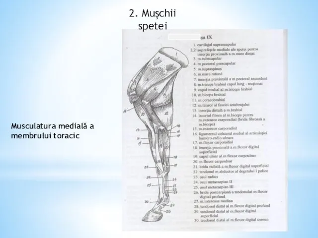 2. Mușchii spetei Musculatura medială a membrului toracic