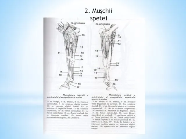 2. Mușchii spetei