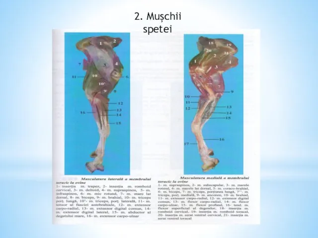 2. Mușchii spetei