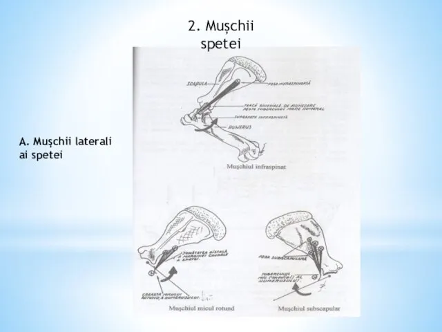 2. Mușchii spetei A. Muşchii laterali ai spetei