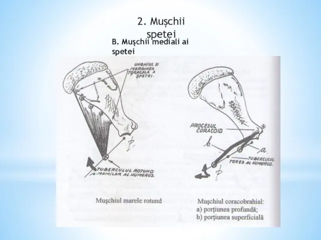 2. Mușchii spetei B. Muşchii mediali ai spetei