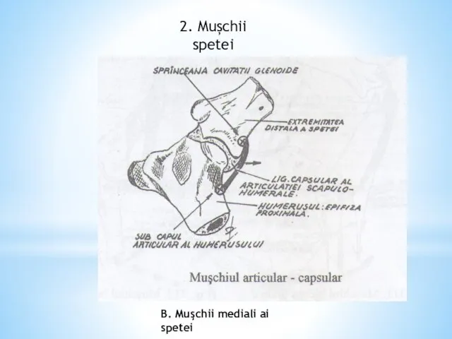 2. Mușchii spetei B. Muşchii mediali ai spetei