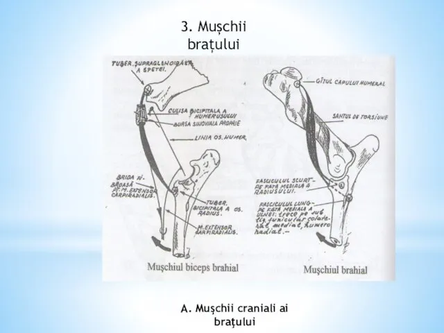 3. Mușchii brațului A. Muşchii craniali ai braţului