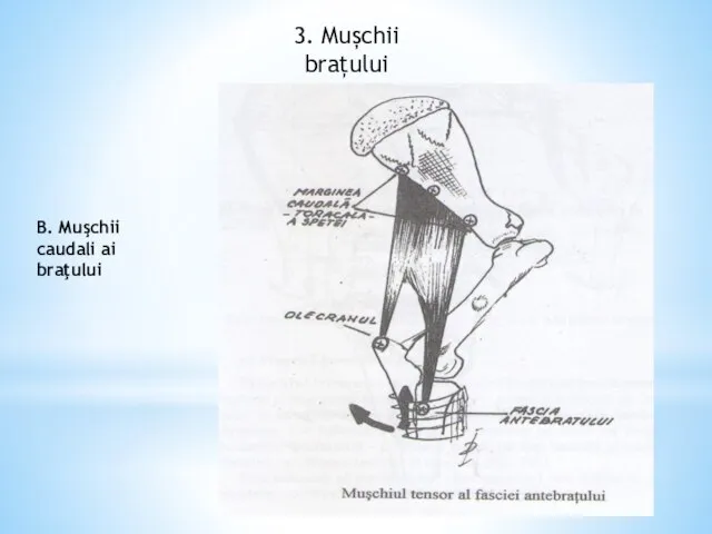 3. Mușchii brațului B. Muşchii caudali ai braţului