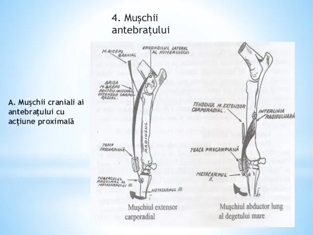 4. Mușchii antebrațului A. Muşchii craniali ai antebraţului cu acţiune proximală