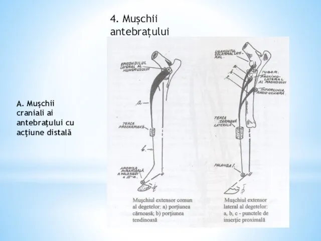 4. Mușchii antebrațului A. Muşchii craniali ai antebraţului cu acţiune distală