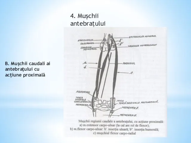 4. Mușchii antebrațului B. Muşchii caudali ai antebraţului cu acţiune proximală