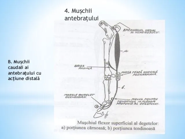 B. Muşchii caudali ai antebraţului cu acţiune distală 4. Mușchii antebrațului