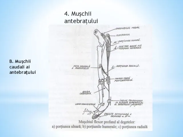 4. Mușchii antebrațului B. Muşchii caudali ai antebraţului