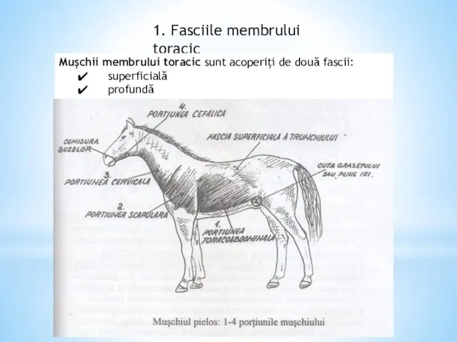 1. Fasciile membrului toracic Mușchii membrului toracic sunt acoperiți de două fascii: superficială profundă