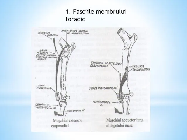 1. Fasciile membrului toracic