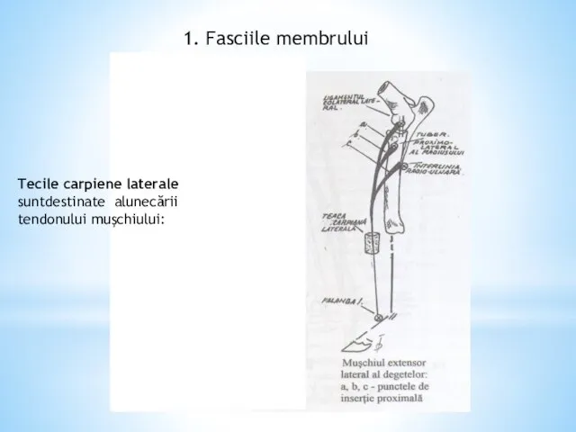 1. Fasciile membrului toracic Tecile carpiene laterale suntdestinate alunecării tendonului muşchiului: