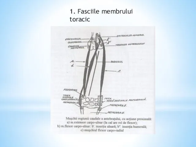 1. Fasciile membrului toracic