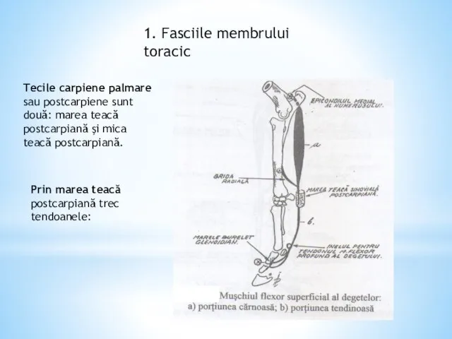 1. Fasciile membrului toracic Tecile carpiene palmare sau postcarpiene sunt două: