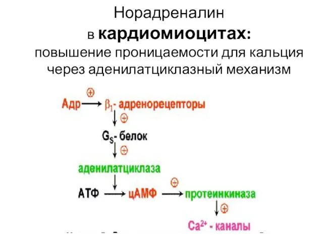 Норадреналин в кардиомиоцитах: повышение проницаемости для кальция через аденилатциклазный механизм