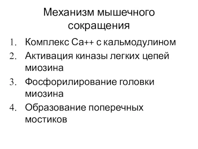 Механизм мышечного сокращения Комплекс Са++ с кальмодулином Активация киназы легких цепей