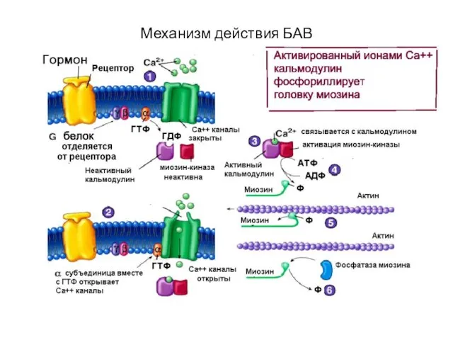 Механизм действия БАВ