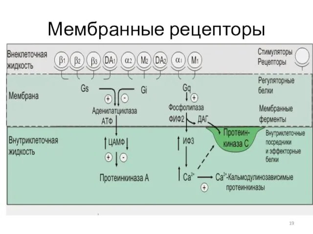 Мембранные рецепторы