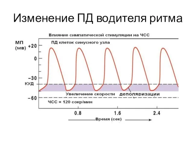 Изменение ПД водителя ритма