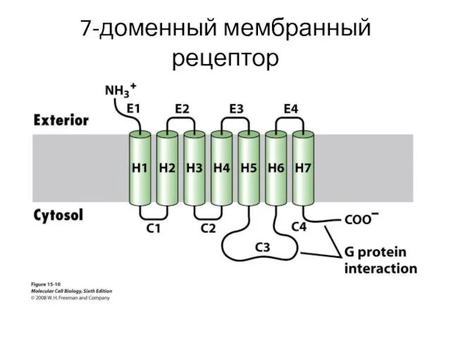 7-доменный мембранный рецептор