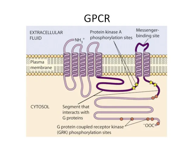 GPCR