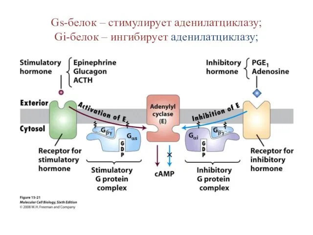 Gs-белок – стимулирует аденилатциклазу; Gi-белок – ингибирует аденилатциклазу;