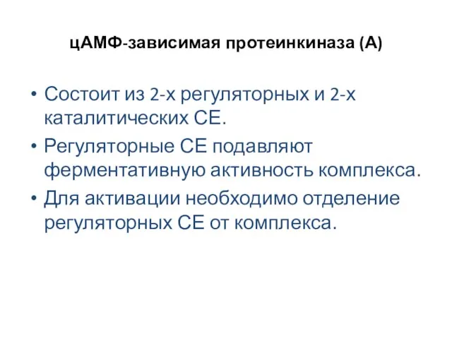 цАМФ-зависимая протеинкиназа (А) Состоит из 2-х регуляторных и 2-х каталитических СЕ.