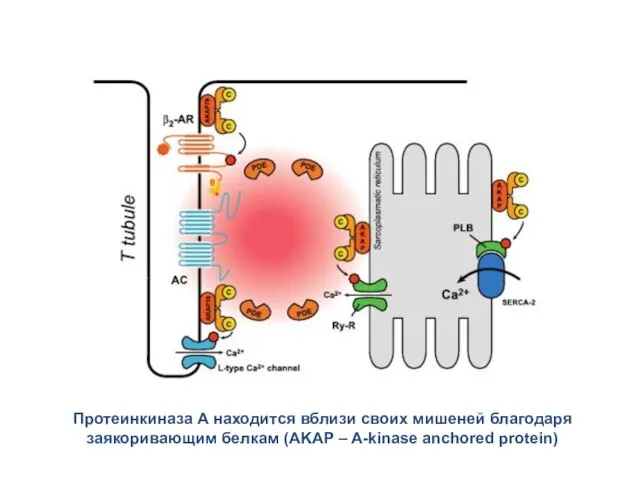 Протеинкиназа А находится вблизи своих мишеней благодаря заякоривающим белкам (AKAP – A-kinase anchored protein)
