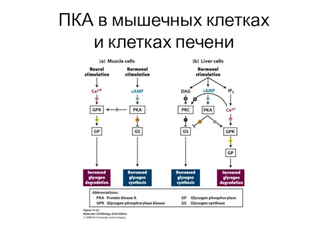 ПКА в мышечных клетках и клетках печени