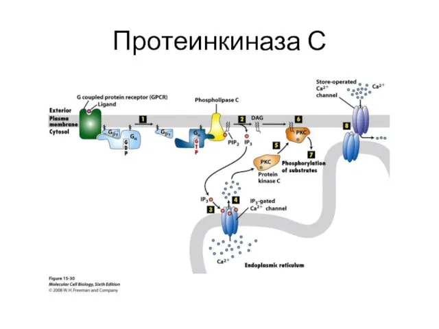 Протеинкиназа С