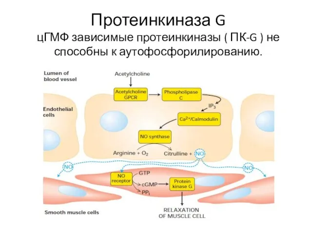 Протеинкиназа G цГМФ зависимые протеинкиназы ( ПК-G ) не способны к аутофосфорилированию.