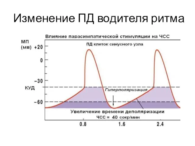 Изменение ПД водителя ритма