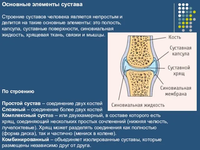 Основные элементы сустава Строение суставов человека является непростым и делится на