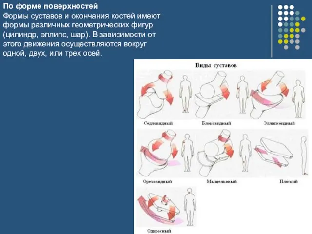 По форме поверхностей Формы суставов и окончания костей имеют формы различных